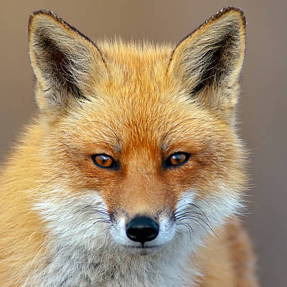 Fox68 avatar